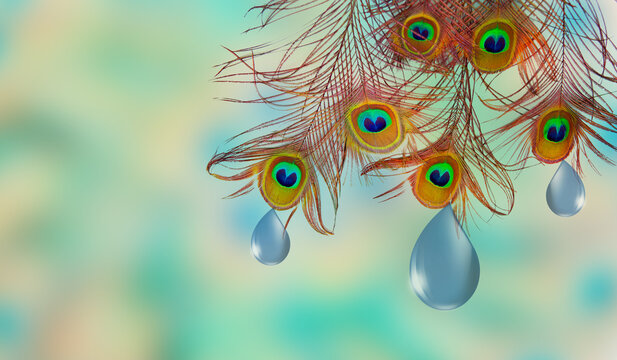 A blue water drops on a peacock feather