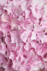 Pink large-leaved hydrangea in the garden
