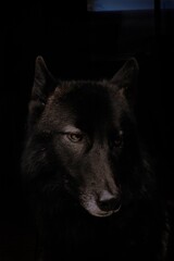 portrait of a black wolf dog black background 