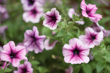 Petunia flowers in the flowerpot close-up