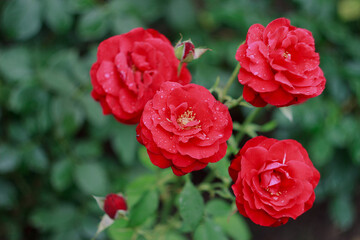 Obraz premium Beautiful red rose bush in the garden after rain