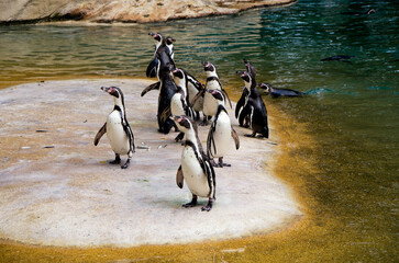 Penguins stand on the shore near the water in the zoo © ola_pisarenko
