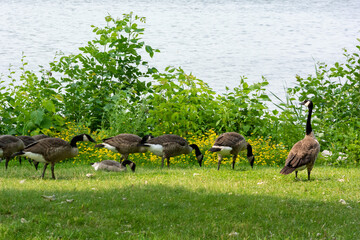 Canada Geese By The River Shoreline In Summer