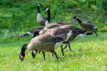 Canada Geese By The River Shoreline In Summer
