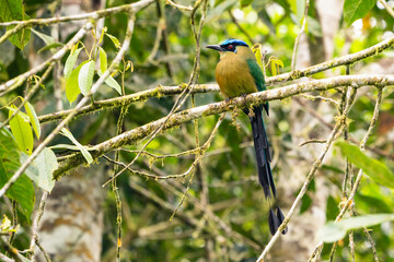 Amazonian Motmot