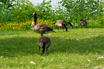 Canada Geese By The River Shoreline In Summer