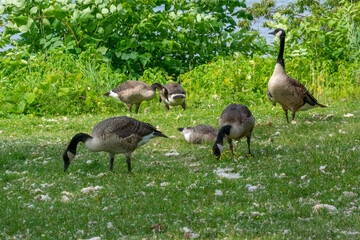 Canada Geese By The River Shoreline In Summer