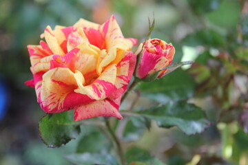 red rose in the garden