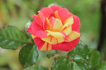 red rose in the garden