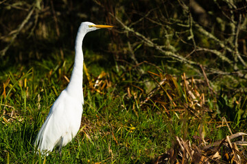 White egret