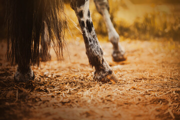 The hooves of a spotted horse grazing in a meadow on a farm and eating hay on a warm sunny day....