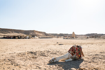 bedouin camp camels in marsa alam egypt