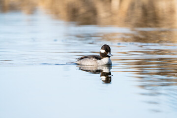 Duck on a lake