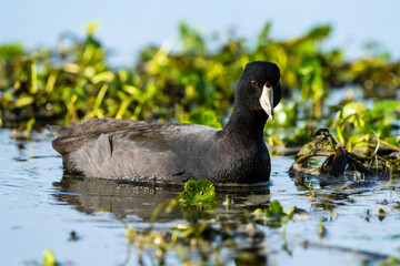 American Coot