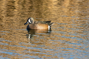 duck on a lake