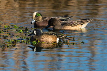 duck on the water