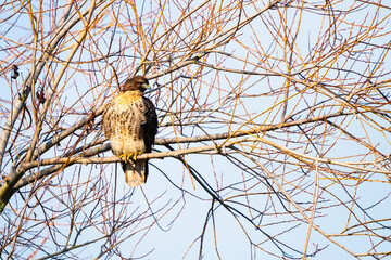 Red Tail Hawk