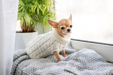 Obraz na płótnie Canvas A cute little red chihuahua dog is lying on the windowsill in a warm knitted white sweater. A dog on a cozy blanket looks out the window and waits for spring and the owner to come home
