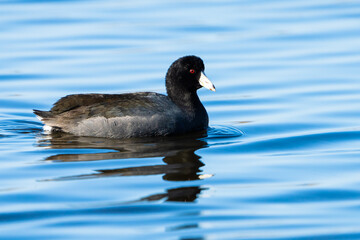 American Coot