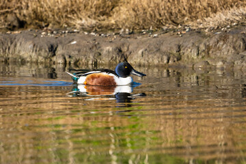 ducks in the lake