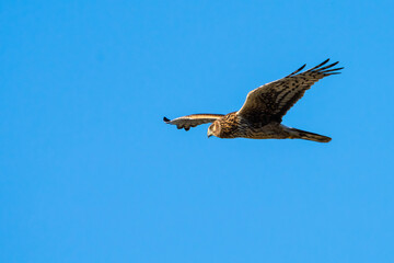 Hen Harrier