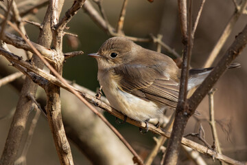 入り組んだ枝の奥にとまるニシオジロビタキの雌