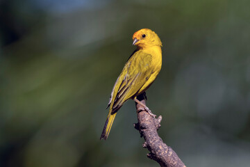 Obraz premium A male of Saffron Finch also known as Canario or Chirigue Azafranado is a yellow bird typical of Brazil. Species Sicalis flaveola. Birdwatcher. Bird lover. Birding. Yellow bird.