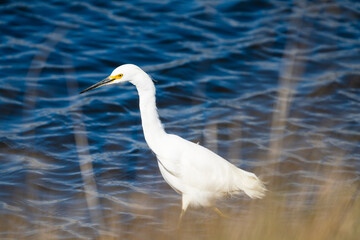 White egret