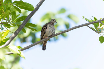 A ruddy ground-dove perched on a branch. It is a small tropical dove from Brazil and South American as know as Rolinha. Species Columbina talpacoti. Animal world. Birdwatching. Birding.