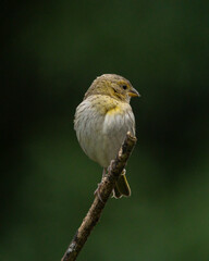 A female of Saffron Finch also known as Canario or Chirigue Azafranado is a yellow bird typical of Brazil. Species Sicalis flaveola. Birdwatcher.  Bird lover. Birding. Yellow bird.