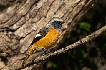 Fototapeta premium 太い木から伸びる細い枝にとまるジョウビタキの雄