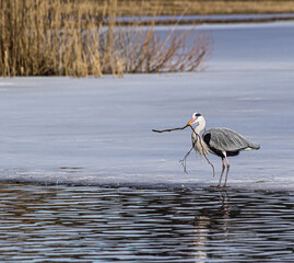 great blue heron