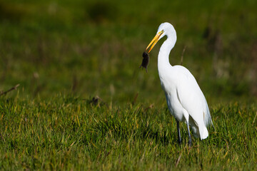 White egret eating a mouse