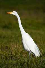 White egret