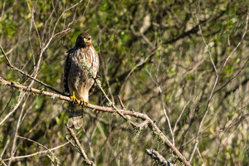 Red tail hawk