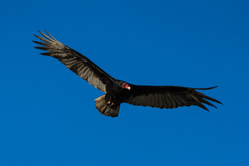 Obraz premium California Vulture