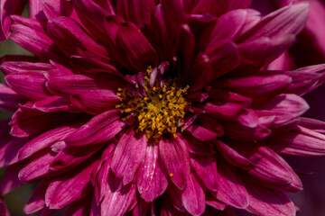 Red Chandramallika Flower And bud photo