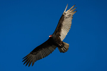 California Vulture