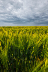 Beautiful sunset over the wheat field, developing wheat, beautiful golden wheat field, cultivated agricultural land - 559528216