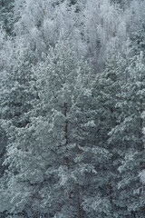 winter forest after a snowfall, sunny day, trees in the snow