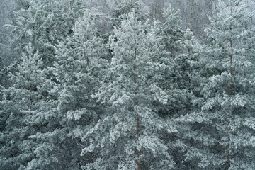 winter forest after a snowfall, sunny day, trees in the snow