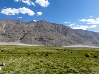 Naklejka premium The goats in the meadow on the Pamir mountains.