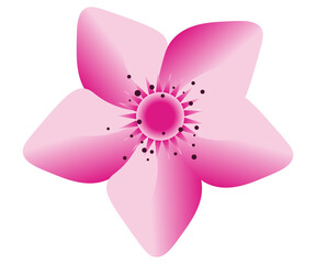 nature spring plant cherry blossom