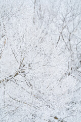 winter forest after a snowfall, sunny day, trees in the snow