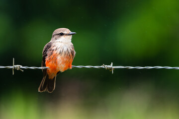 Pyrocephalus Obscurus - Mosquero cardenal