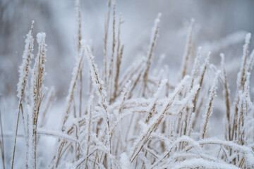 Fototapeta premium winter Sunny day, stems and branches of plants in a brilliant frosty frost, defocus light