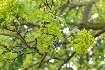 Blooming linden trees in spring. Linden in bloom. Beneficial features