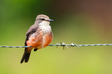 Pyrocephalus Obscurus - Mosquero cardenal