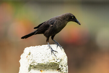 Tordo Negro - Quiscalus Lugubris