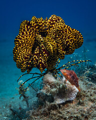 Colorful underwater coral reef landscape